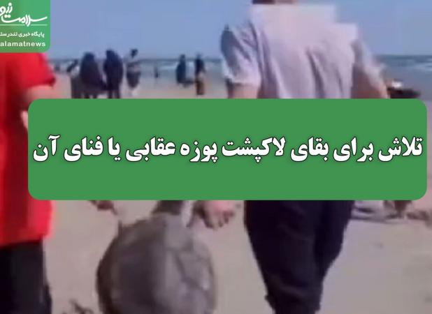 تلاش برای بقای لاکپشت پوزه عقابی یا فنای آن