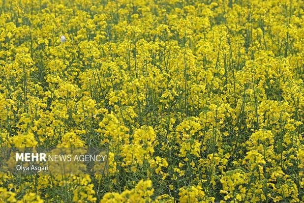 خرید ۵۴ هزارتن کلزا درگلستان؛گام بلند تعاون روستایی برای خودکفایی روغن