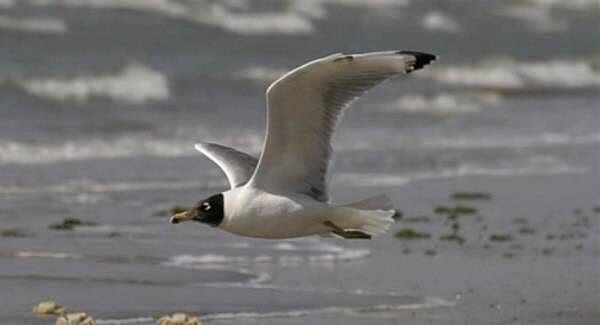 نخستین کُلُنی «کاکایی سرسیاه» بزرگ در دریاچه سد مهاباد مشاهده شد