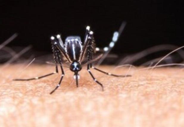 هشدار جدی درباره گسترش پشه آئدس در جیرفت/ لزوم تشدید اقدامات پاکسازی شهری