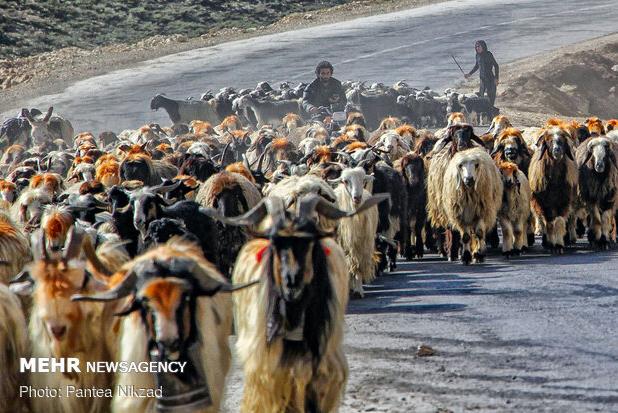 ورود عشایر به مراتع استان بوشهر آغاز شد