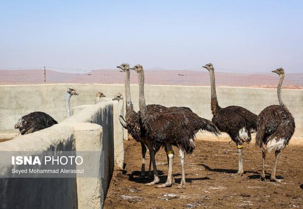 ظرفیت بالای سیستان برای پرورش شتر مرغ