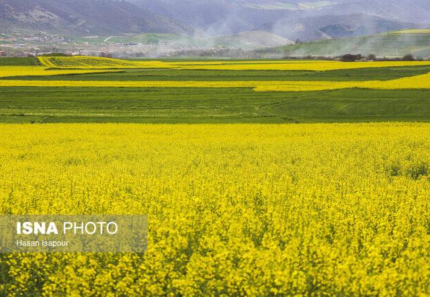 کشت کلزا در گیلان اقتصادی می شود