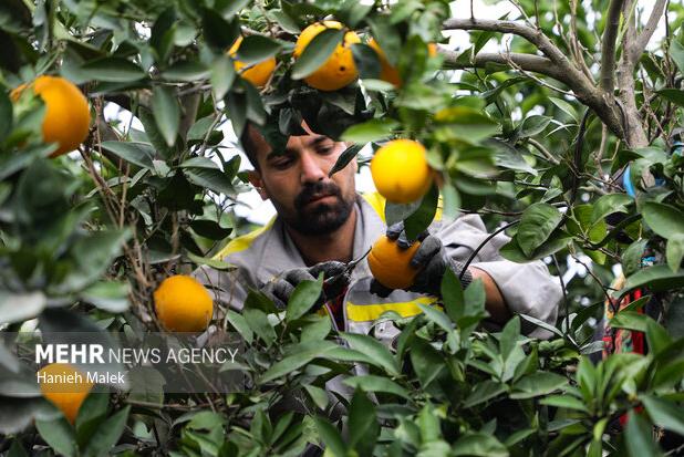 برداشت مرکبات در ۲ هزار هکتار از باغات شهرستان گچساران آغاز شد
