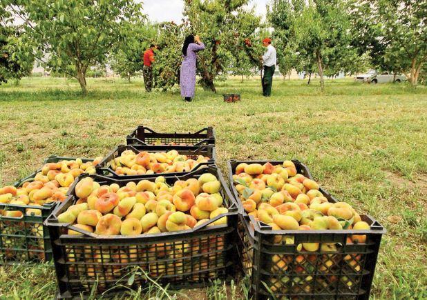 کشاورزان چشم انتظار جبران خسارت بیمه ها