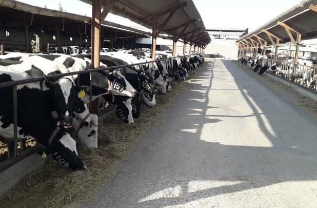 طرح‌های توسعه دامپروری گاومیش در آذربایجان غربی اجرا می شود