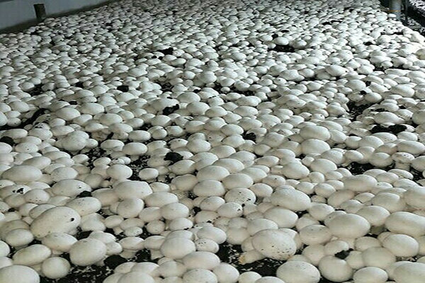 تولید سالانه قارچ در قزوین از ۱۳ هزار و ۹۰۰ تن فراتر رفت