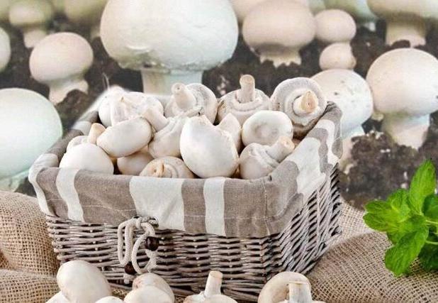 پرورش قارچ خوراکی یک فرصت شغلی پایدار برای جوانان