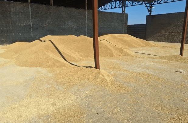 ۳۰ تُن جو قاچاق در قم کشف شد