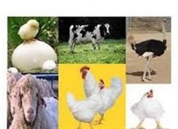"فناوری" حلقه گمشده توسعه صنعت دام و طیور است