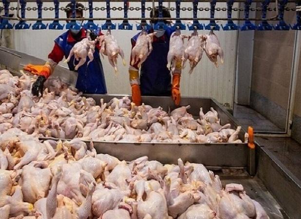 افزایش عرضه مرغ طی روزهای آینده در گلستان؛احتمال کاهش قیمت
