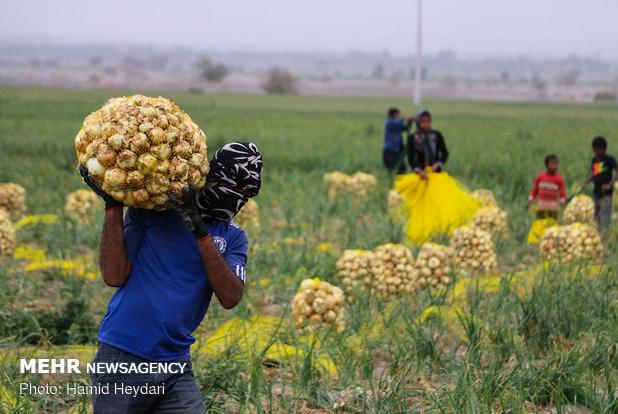 کشاورزی هرمزگان قربانی خشکسالی و سیاست‌های ناعادلانه در توزیع آب