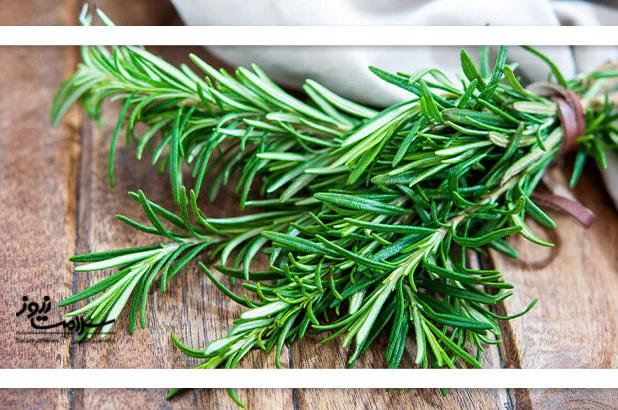 آیا رزماری واقعاً جای زخم را از بین می‌برد؟