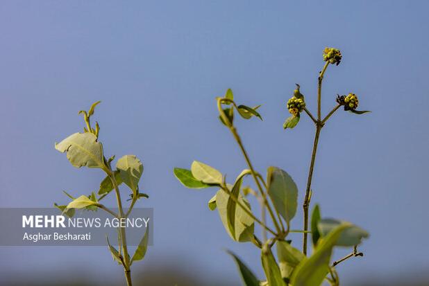 پنج هزار نهال حَرّا در روستای جهانی سهیلی جزیره قشم کاشته شد