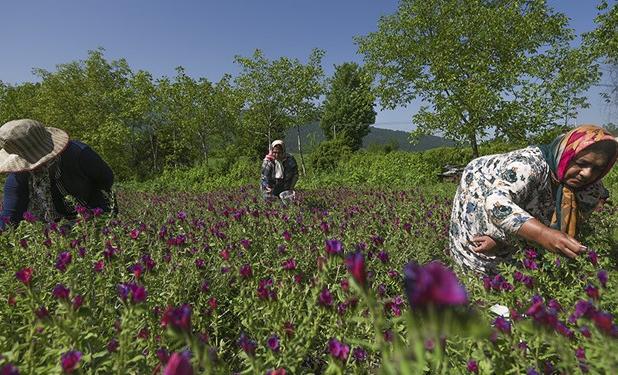 تولید ۷۰۰ تن انواع گیاهان دارویی در  استان قزوین