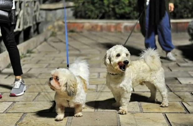 شمار مصدومان سگ‌گرفتگی در مازندران ۸ درصد کمتر شد