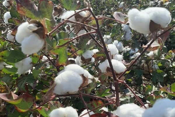 دشت ها سفید و دل ها نگران؛ شرایط دشوار پنبه کاری در خراسان جنوبی