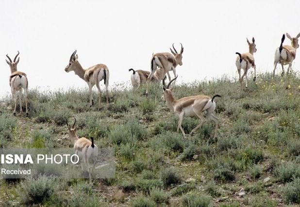 افزایش ۸ درصدی جمعیت آهو در مناطق حفاظت‌شده سرخ‌آباد و فیله‌خاصه زنجان