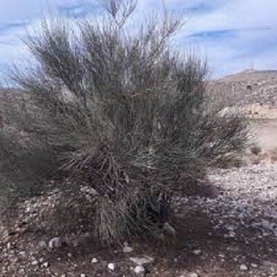 بادام کوهی، طلایه‌دار احیاء منابع طبیعی و رونق اقتصادی در سیرجان