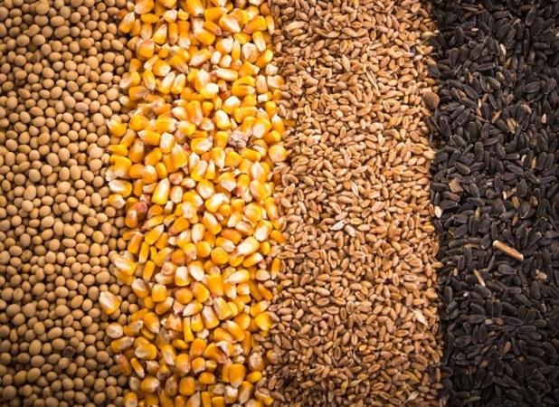آغاز ثبت سفارش واردات جو و ذرت از روزهای آینده