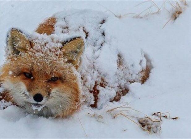 آماده‌باش یگان حفاظت محیط زیست؛ مراقب حیات وحش در روزهای سرد باشید