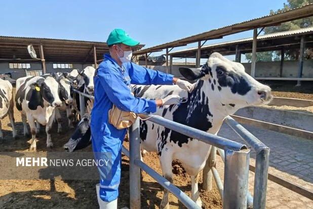 آغاز واکسیناسیون دام‌های سبک و سنگین شهرستان دنا علیه بیماری تب برفکی