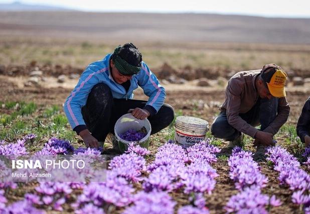 زعفران وامنان؛ طلای سرخ کشاورزی پایدار در گلستان