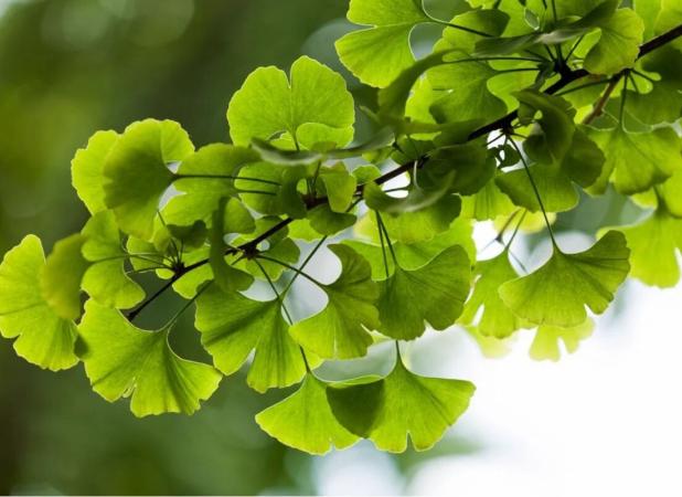 برگ درختی که از لخته شدن خون پیشگیری می‌کند