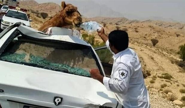 برخورد دو خودروی سواری با ۶ شتر در محور زاهدان- زابل