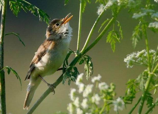 چرا پرندگان صبح‌ها بلندتر آواز می‌خوانند؟