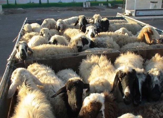 کشف ۴۳ رأس دام غیرمجاز در قصرشیرین