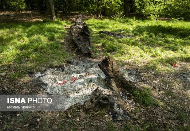 هیرکانی در اضطراب آتش بی‌توجهی می‌سوزد/ گردشگرانِ ناآگاه، تهدید جنگل‌های مازندران