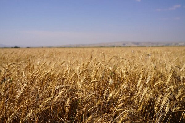 خرید ۵۳۵ هزار تن گندم از کشاورزان لرستانی