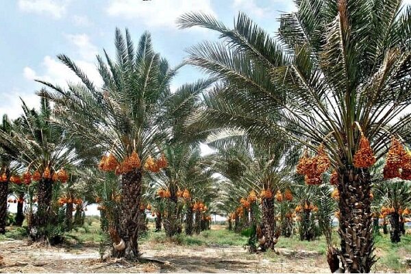 عزیزان: برداشت خرمای پیارم در صالح‌آباد مهران آغاز شد