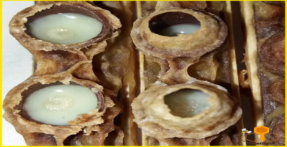 حفظ و ارتقای کیفیت ژل رویال از دغدغه‌های زنبورداران خراسان شمالی