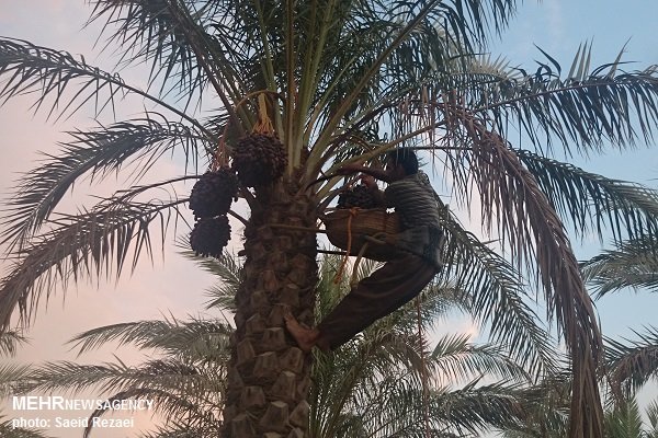 آغاز برداشت ۷ نوع خرما در شهرستان دلگان