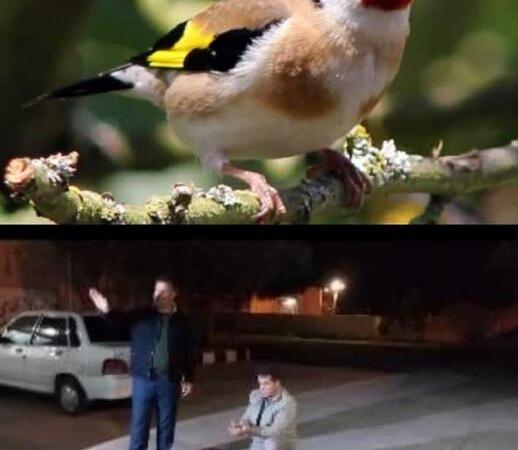 کشف ۱۴۶ قطعه سهره طلایی از شکارچی متخلف در بیله‌سوار