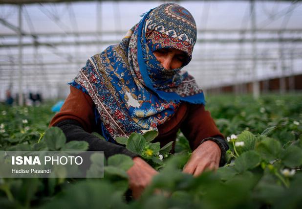 وجود ۴۰ هکتار گلخانه غیرفعال در خراسان شمالی