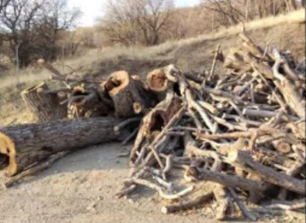 شناسایی عاملان قطع درختان گردوی کهنسال ملی در روستای «دەوسێنە» بانه