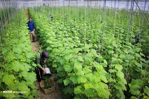 سیستان و بلوچستان رتبه ۴ تولیدات گلخانه‌ای در کشور را دارد