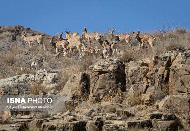 وجود تنها ۶ محیط‌بان برای حفاظت از ۶۰۰۰ کیلومتر مربع در الیگودرز
