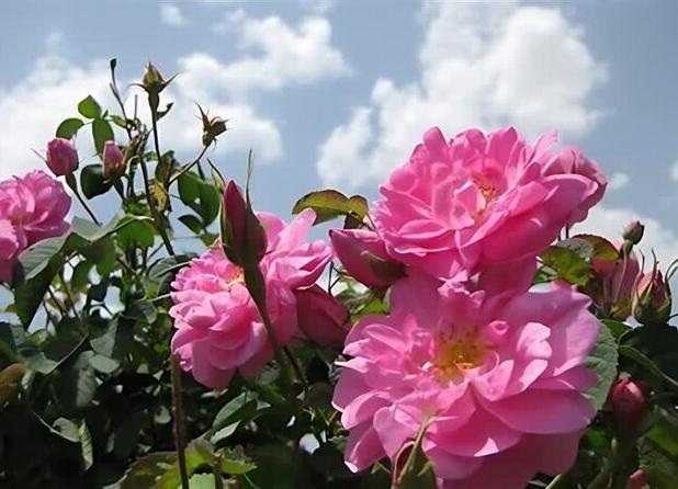 رُز طائف عربستان ثبت شد، اما عطر گل محمدی ایران بی‌رقیب ماند