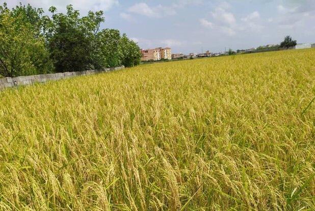 هلدینگ ها برای اجرای کشت قراردادی ورود کنند