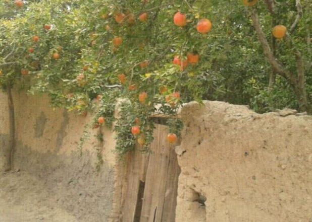 فاز دوم طرح «پوشش‌دار کردن میوه‌های انار» در یزد اجرا شد