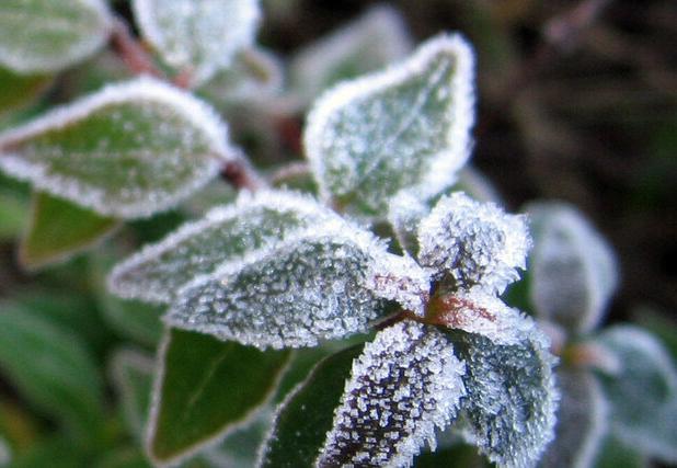 تداوم سرما و یخبندان شبانه در استان کرمان تا اواسط هفته آینده