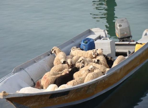 ۵۰ رأس دام قاچاق در قشم کشف شد