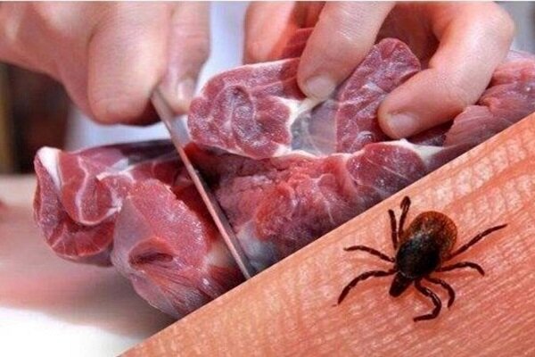 تعداد فوتی های تب خونریزی‌دهنده کریمه کنگو در عراق به ۳۰ نفر رسید