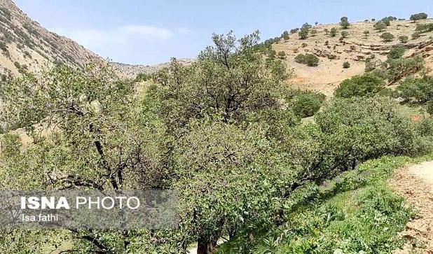 رئیس اداره جنگل‌داری استان: جنگل‌های کرمانشاه علائم خشکیدگی ندارند