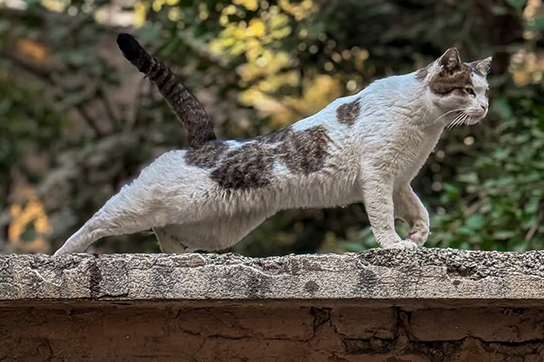 ۱۰ ساکن خاص تهران که مشغول پادشاهی هستند