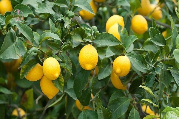 برداشت لیموشیرین از باغ‌های مرکبات توکهور و هشتبندی آغاز شد